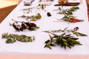 Bush tucker plants laid out on white basket, Arkani Theatre, Ayers Rock Resort NT Australia.