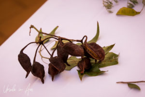 Bush tucker plants laid out on white basket, Arkani Theatre, Ayers Rock Resort NT Australia.