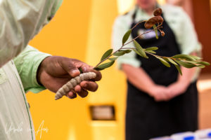 Hand holding a witchetty grub and a branch from a witchetty bush, Ayers Rock Resort NT Australia.