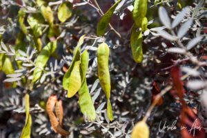 Senna pods, Ayers Rock Resort NT Australia.