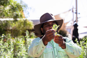 Portrait: Aboriginal man holding leaves, Ayers Rock Resort NT Australia.