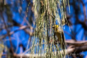 White-Plumed Honeyeater in a desert oak tree, Ayers Rock Resort NT Australia.