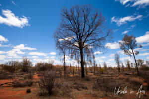 Mature desert oak, Yulara NT Australia