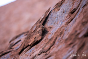 Closeup: rough rock surface, Uluru NT Australia