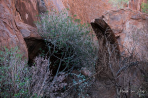 Outside the marsupial mole habitat, Base / Mala track Uluru NT Australia
