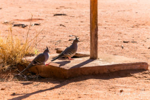 Crested pigeons, Mala carpark, Uluru NT Australia
