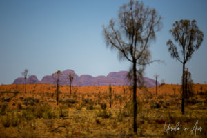 Kata Tjuṯa from a moving bus, NT Australia