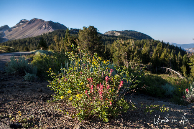 Indian paintbrush and sulphur-flower buckwheat, Minaret Vista, California USA