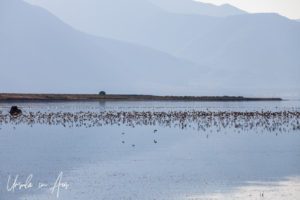 Birds on the lake, Mono Lake Tufa State Natural Reserve, California USA