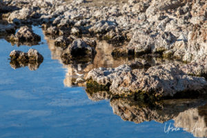 Sandpiper reflected in the lake, Mono Lake Tufa State Natural Reserve, California USA