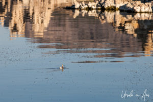 Long-billed Dowitcher in the tufa, Mono Lake Tufa State Natural Reserve, California USA