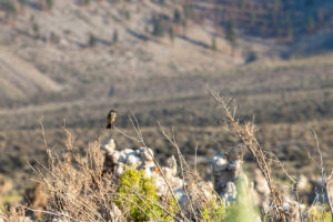 Sage Thrasher in the vegetation, Mono Lake Tufa State Natural Reserve, California USA