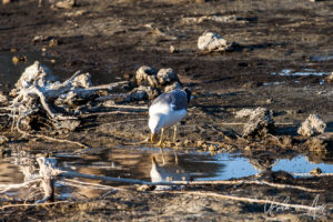 California gull reflected in water, Mono Lake Tufa State Natural Reserve, California USA