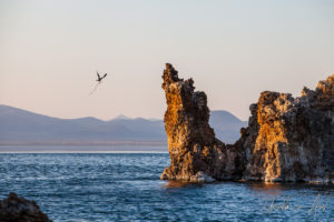 Osprey carrying nesting material to a tufa, Mono Lake Tufa State Natural Reserve, California USA