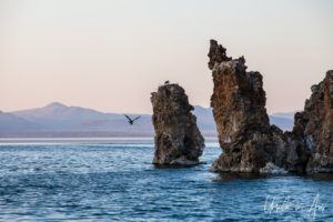 Osprey carrying nesting material to a tufa, Mono Lake Tufa State Natural Reserve, California USA