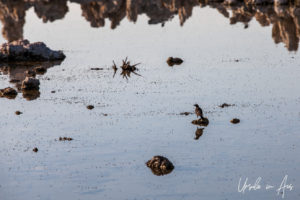 Bird on a stone in the lake, Mono Lake Tufa State Natural Reserve, California USA