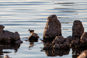 Long-billed Dowitcher on the tufa, Mono Lake Tufa State Natural Reserve, California USA