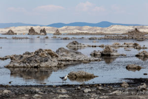 California gulls among small tufas, Mono Lake Tufa State Natural Reserve, California USA