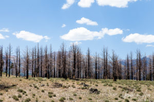 Burned trees on the ridge, Lee Vining, Mono County, California USA