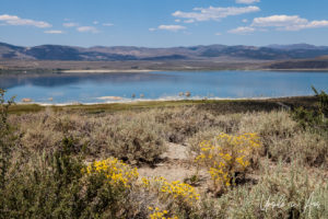 Rubber rabbitbrush and sage around the lake, Mono Lake Tufa State Natural Reserve, California USA