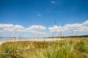 Grasses around the lake, Mono Lake Tufa State Natural Reserve, California USA