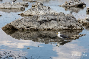 California gull among small tufas, Mono Lake Tufa State Natural Reserve, California USA