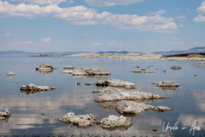 California gulls among small tufa islands, Mono Lake Tufa State Natural Reserve, California USA