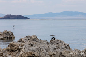 Brewer's Blackbirds, Mono Lake Tufa State Natural Reserve, California USA