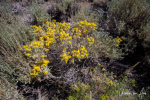 Rubber Rabbitbrush, Lee Vining, Mono County, California USA
