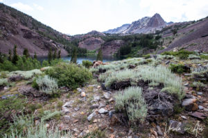 Landscape, Virginia Lakes Trail, Mono County California USA