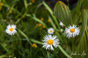 Asters, Virginia Lakes Trail, Mono County California USA