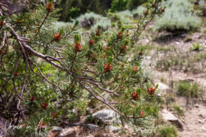 Pine Branches, Virginia Lakes Trail, Mono County California USA