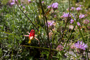 Wildflowers, Virginia Lakes Trail, Mono County California USA