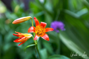 Sierra Tiger Lily, Virginia Lakes Trail, Mono County California USA