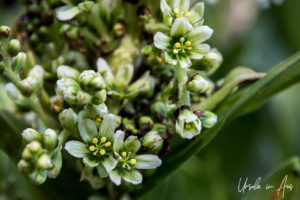 California Corn Lily, Virginia Lakes Trail, Mono County California USA