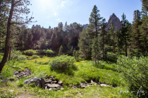 Woods and grass along a rocky creek bed, Virginia Lakes Trail, Mono County California USA