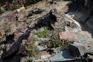 Rocks and Milkweed, Virginia Lakes Trail, Mono County California USA