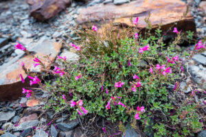 Mountain Pride in bloom, Virginia Lakes Trail, Mono County California USA