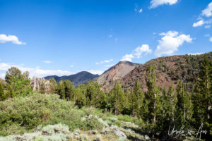Woods and mountains, Virginia Lakes Trail, Mono County California USA