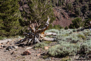 Tree roots and sage brush, Virginia Lakes Trail, Mono County California USA