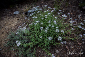 Mountain Monardella, Virginia Lakes Trail, Mono County California USA