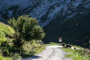 Cows on the Vega de Urriellu, Sotres, Spain
