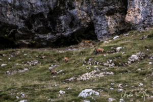 Cantabrian chamois on a grassy hill, Vega de Sotres, Spain