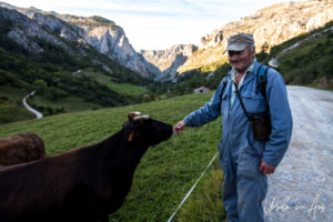 Old farmer in blue coveralls with a cow, Vega de Sotres, Spain