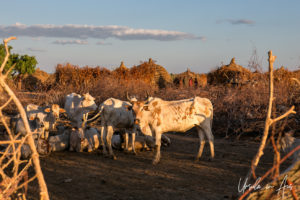 Zebu cattle, Nyangatom village, Omo River, Ethiopia