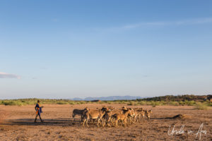Nyangatom man with a herd of donkeys, Omo River, Ethiopia