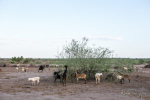 Goats around a thorn tree, Nyangatom village, Omo Valley, Ethiopia