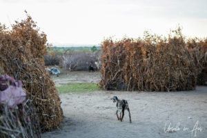 Goat in a Nyangatom kraal, Omo Valley Ethiopia