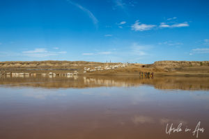 Zebu cattle herds on the Omo River, Ethiopia