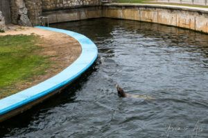 Grey seal in an outdoor pool area, Peninsula de la Magdalena, Santander Spain